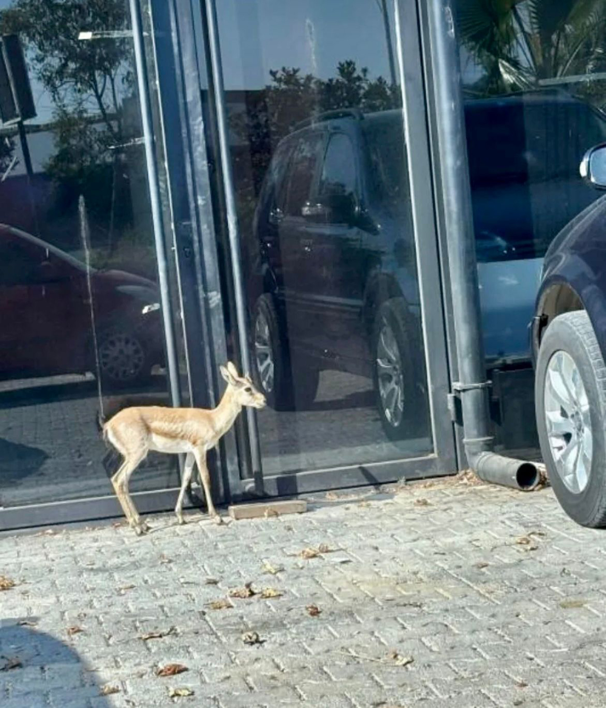 Isinsanininbasinauzucubirolaygeldi