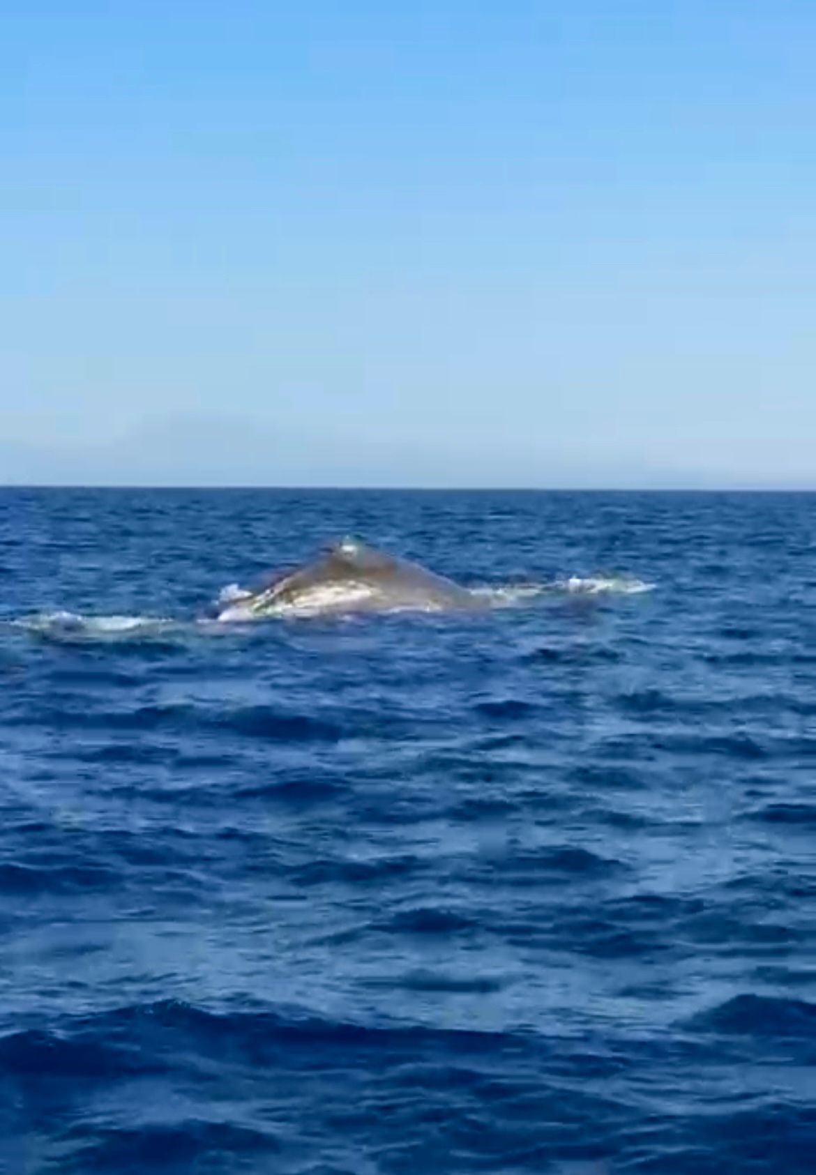 Ispermecetcinsibalinagoruntulendi