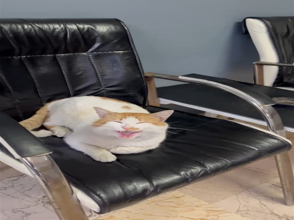 Istanbuldamahallekedisikopegesaldırdı