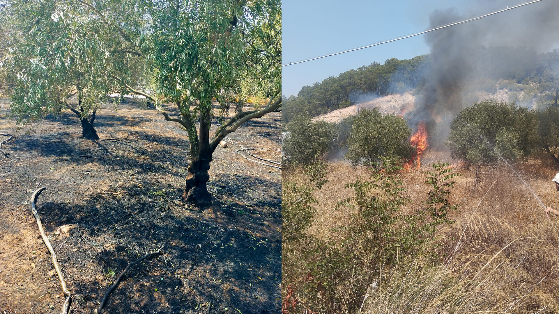 Kumlucadayanginalarmizeytinbahcesikuledondu