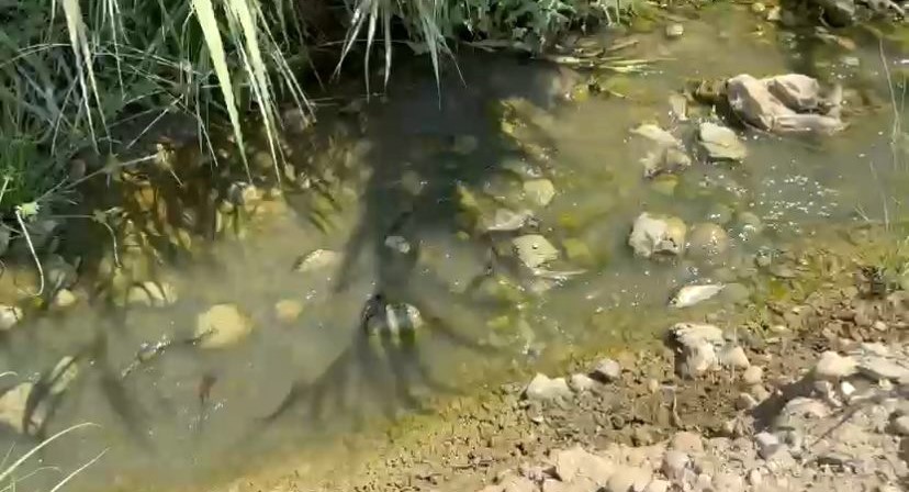 Kurakliserikivurdumuhtarbaliklariboylekurtardi