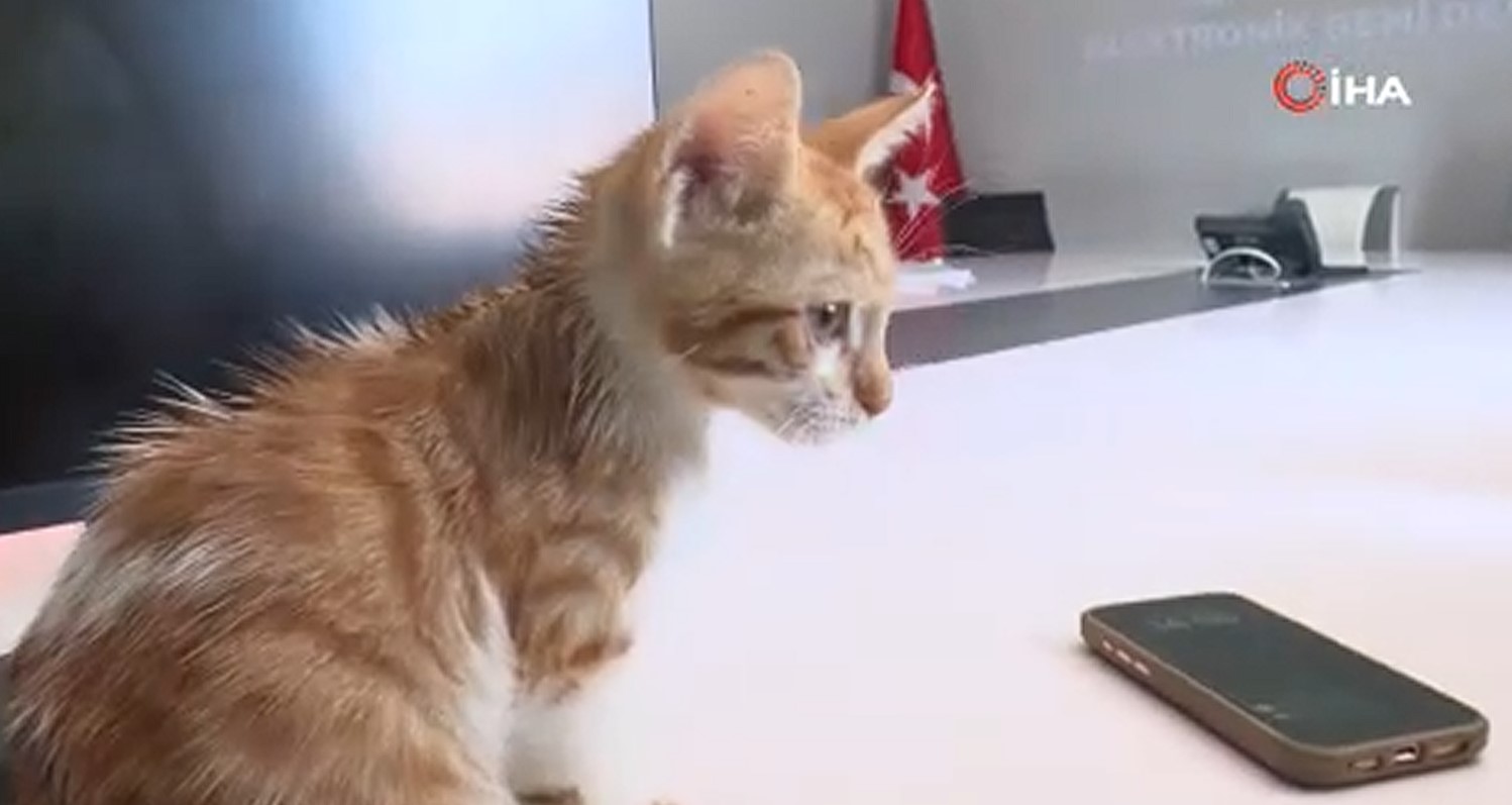 Kurtarilanyavrukedininadibogacoldu