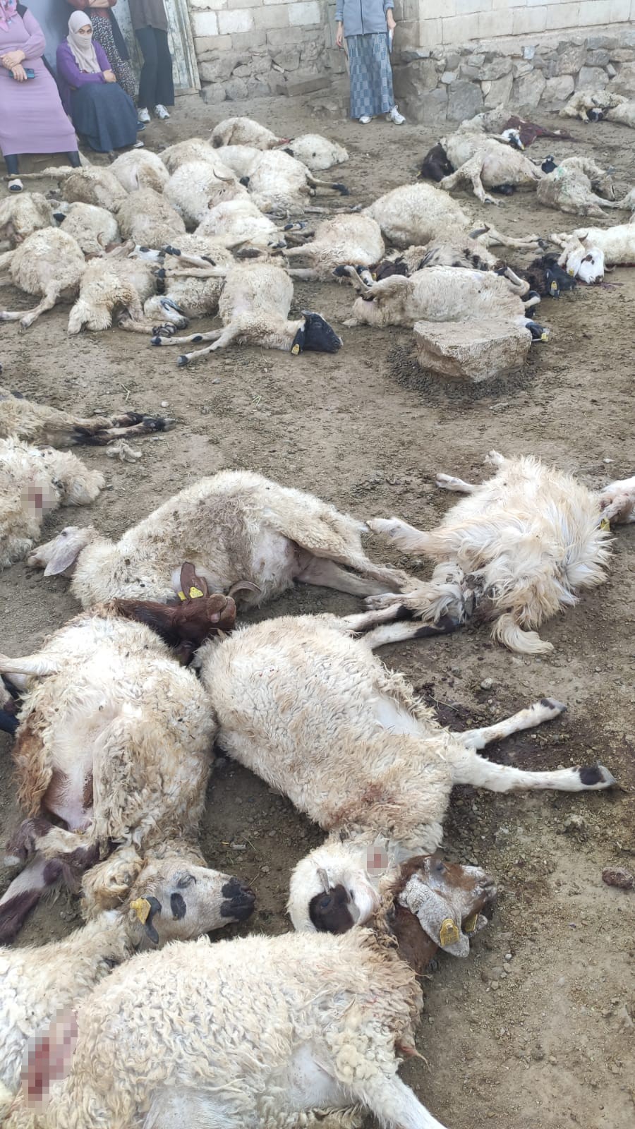 Kurtlarahirinasaldirdiyetkililerdenyardimistedi