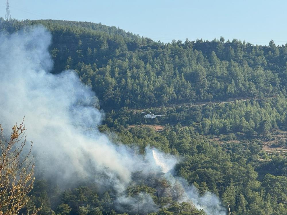 Manavgattaormanyanginicikti