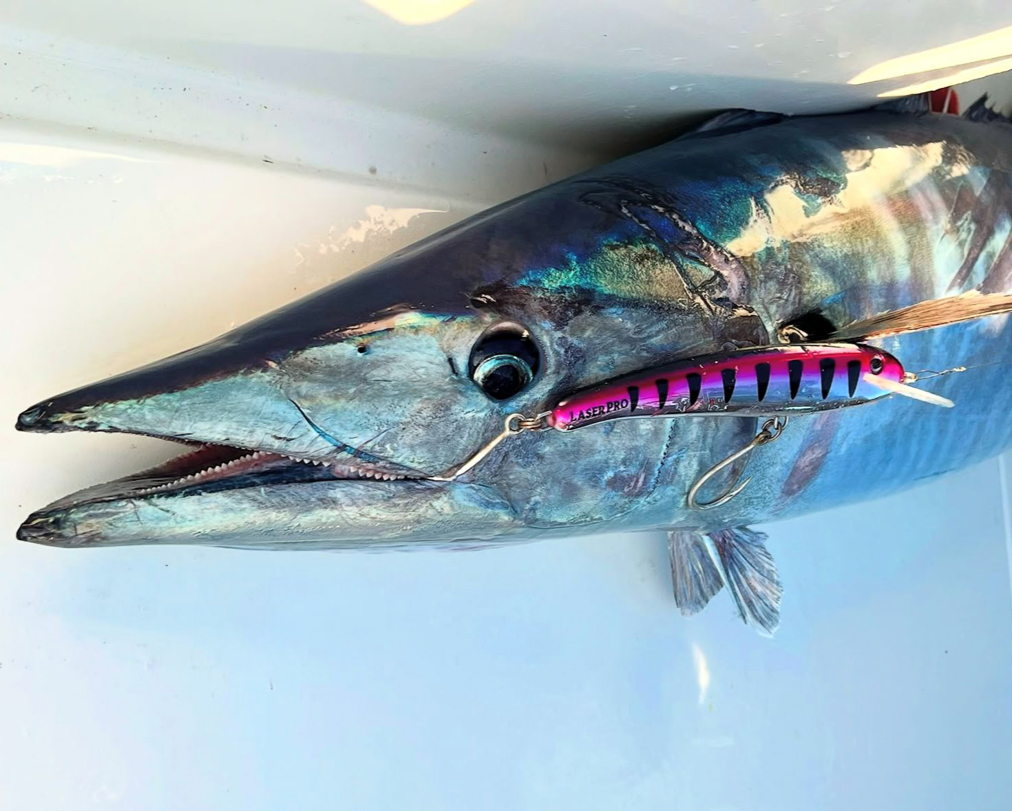 Mehmetgokogluakdenizsularindakipopulasyonuanlatti