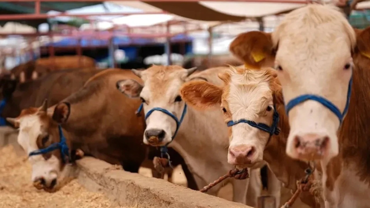 Saphastalıgındasondurumbakanlıkyuzde85Dedi