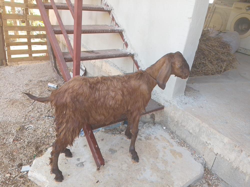 Seriktemahsurkalankecinnimdadinaekipelryetisti