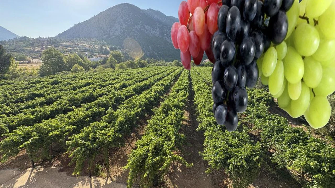 Uzumdebuyilrekoltebeklentisine-1