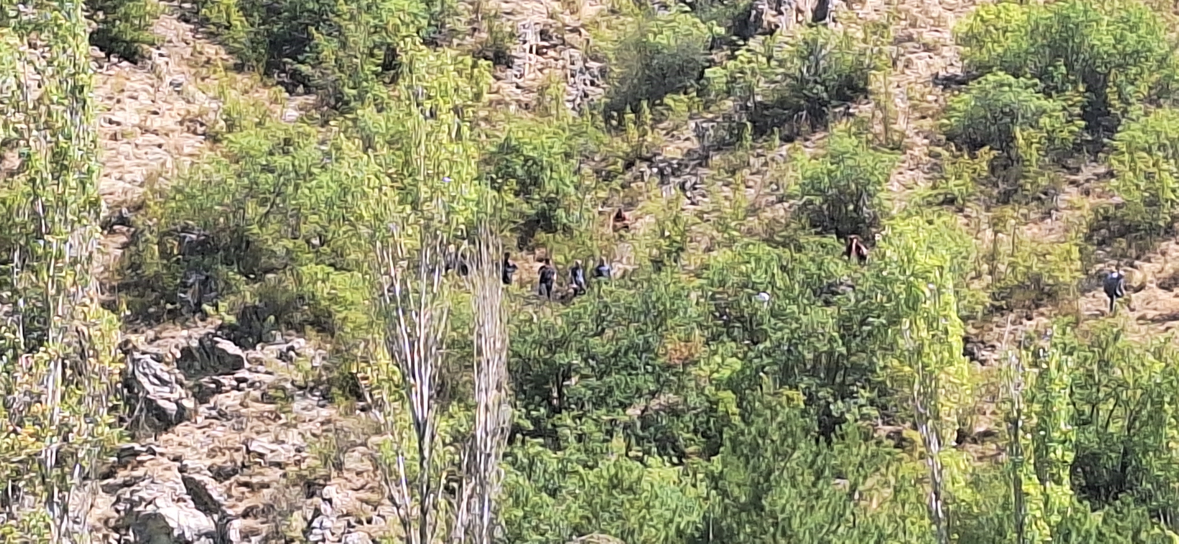 Yasliadamdanacihabergeldi