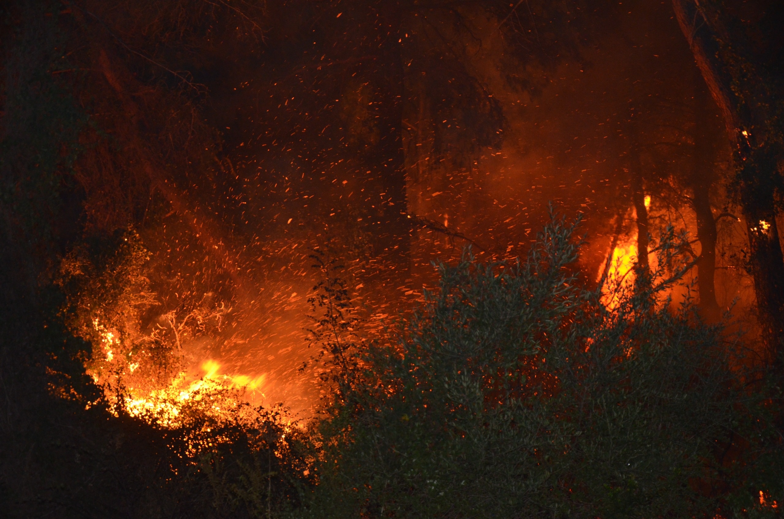 Aksudaalevlerdinmedi