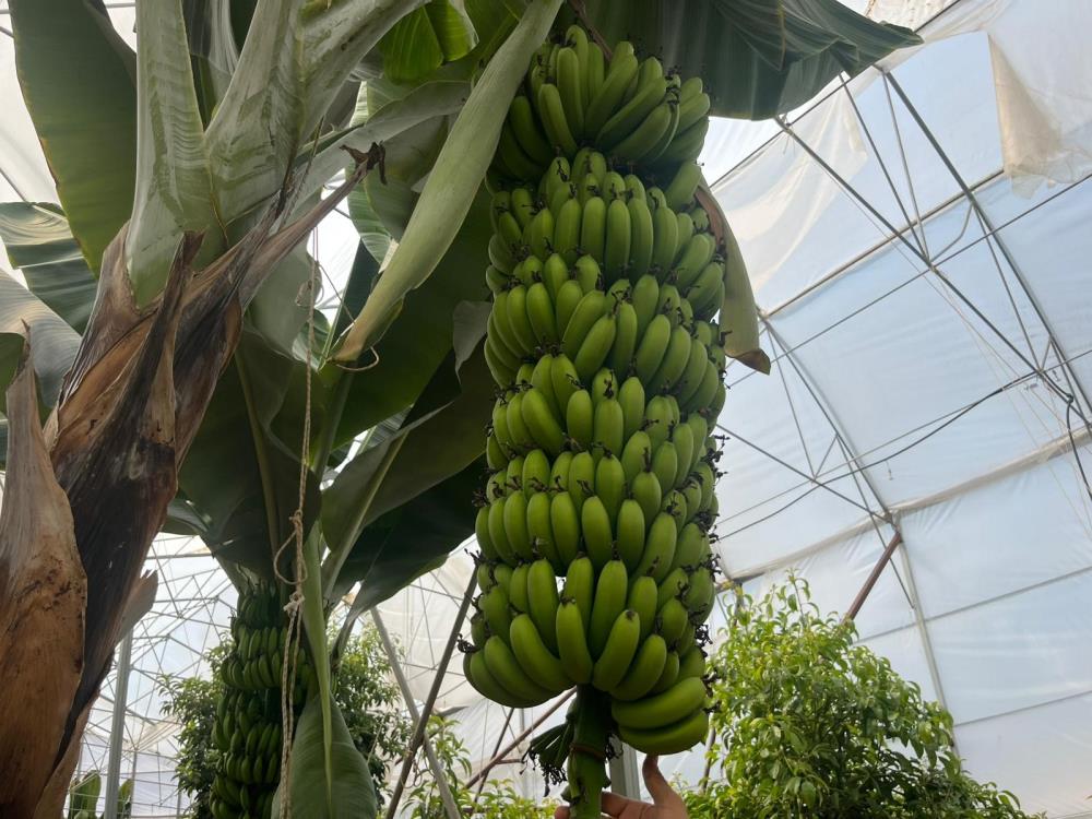 Alanyadatropikalmeyveyetistiriciligi