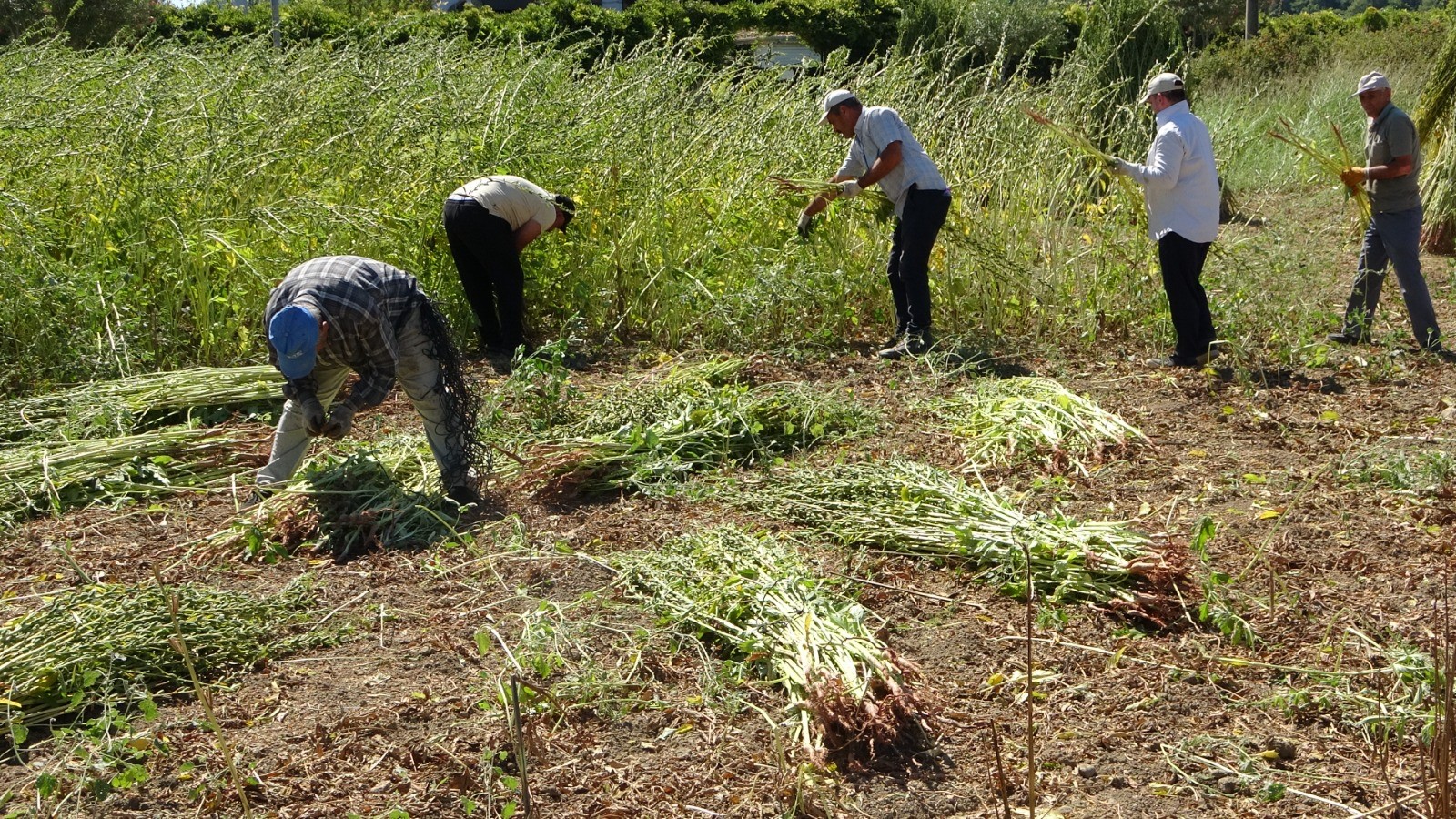 Altinsusamdandevrekoltebeklentisi