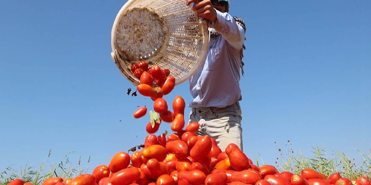 Antalyadaciftcilerzararediyor