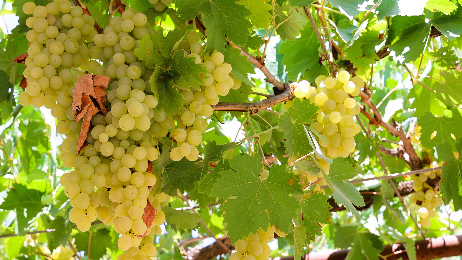 Antalyadaelisimakinagucunadondu