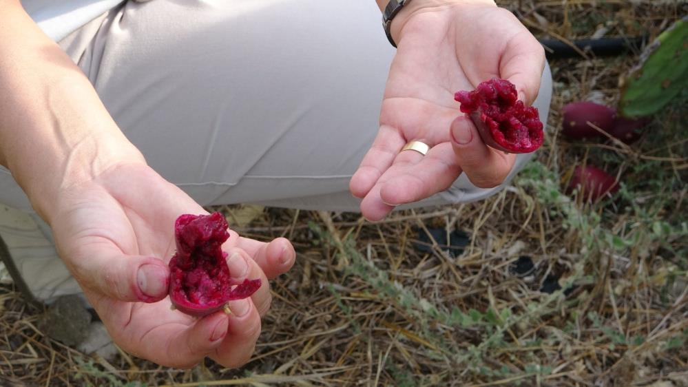 Antalyadaincirbahcesikurularakilkgerceklesitirildi