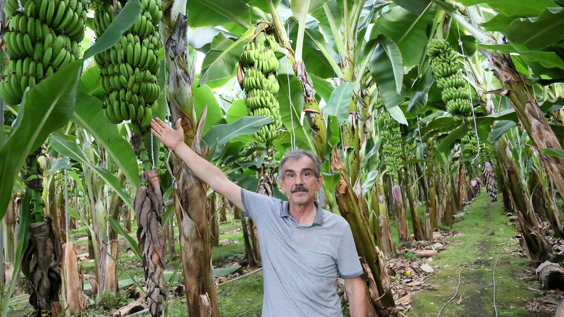 Antalyadamuzdonwmibasadi