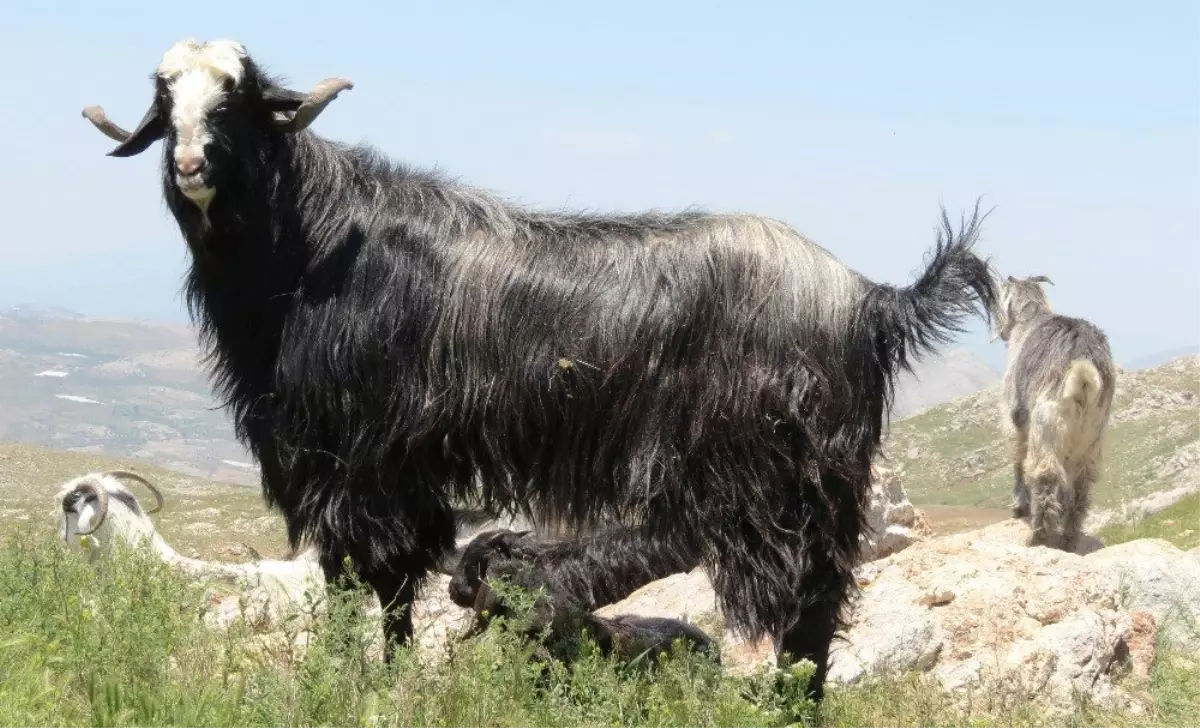 Antalyaddagundemkonusukecicilik