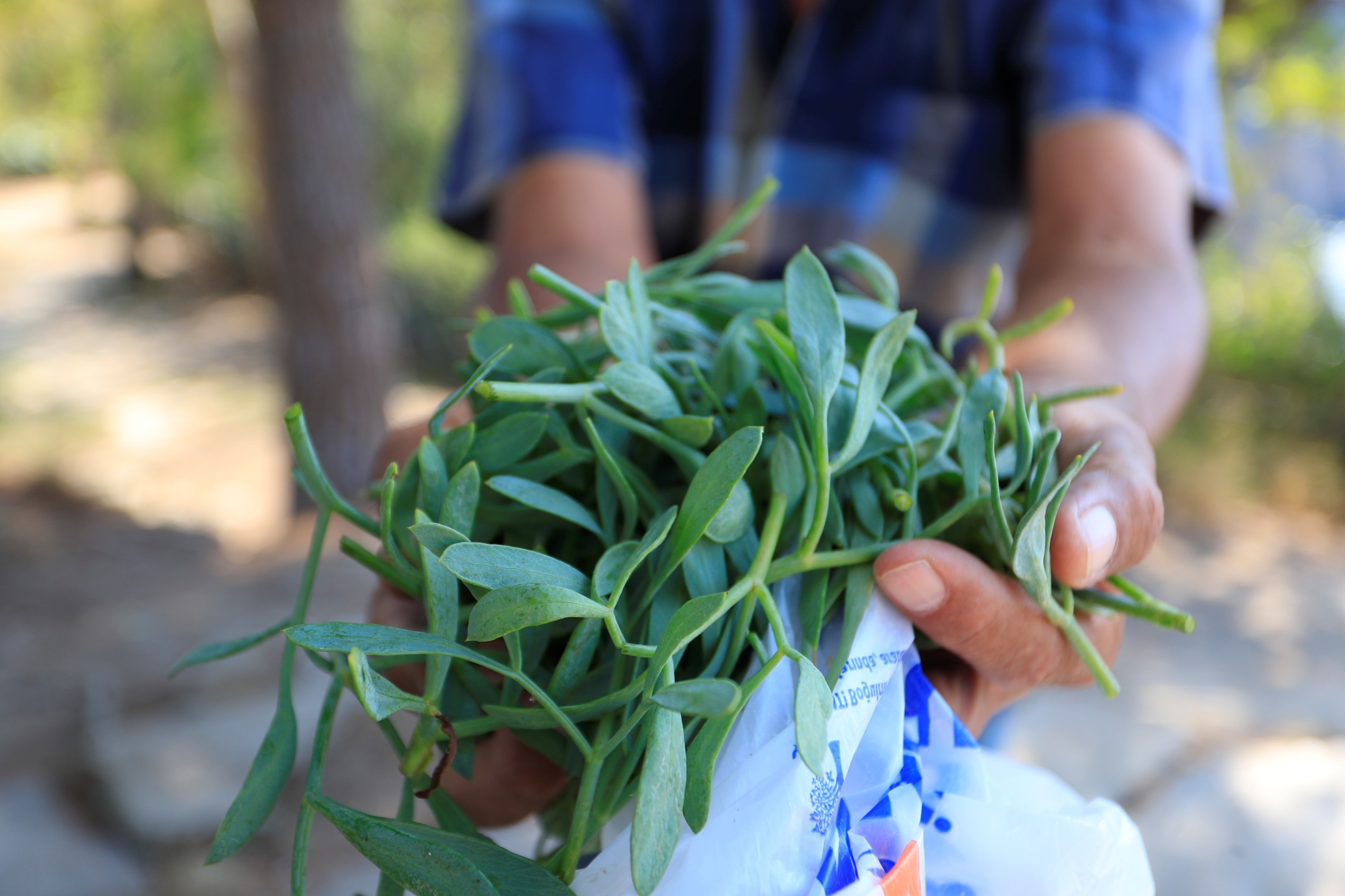 Antalyafalezlerindesifararakenmeslekedindi