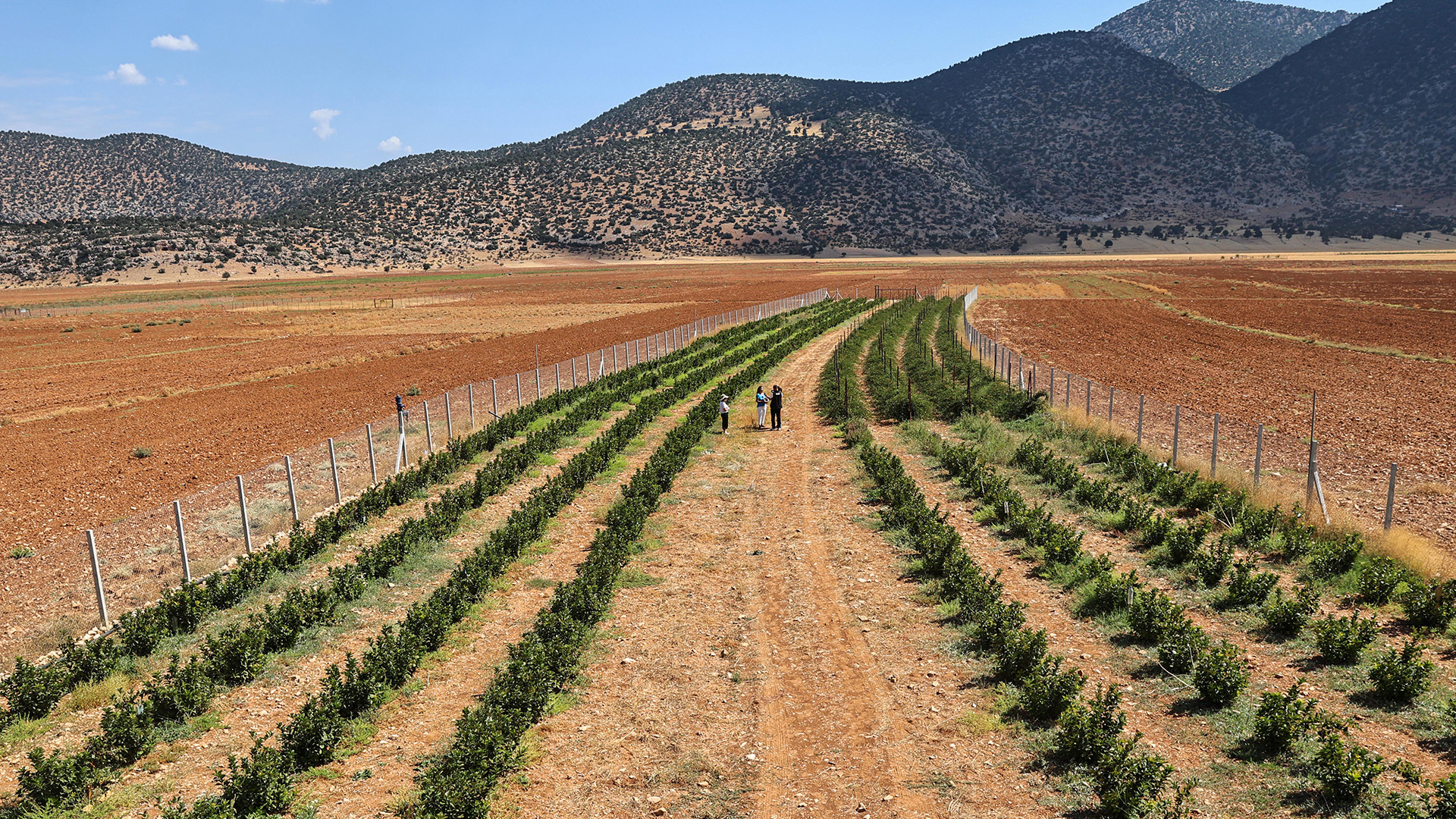 Begissusuzu’ndaaronya Ve Bogurtlen Hasadi-1