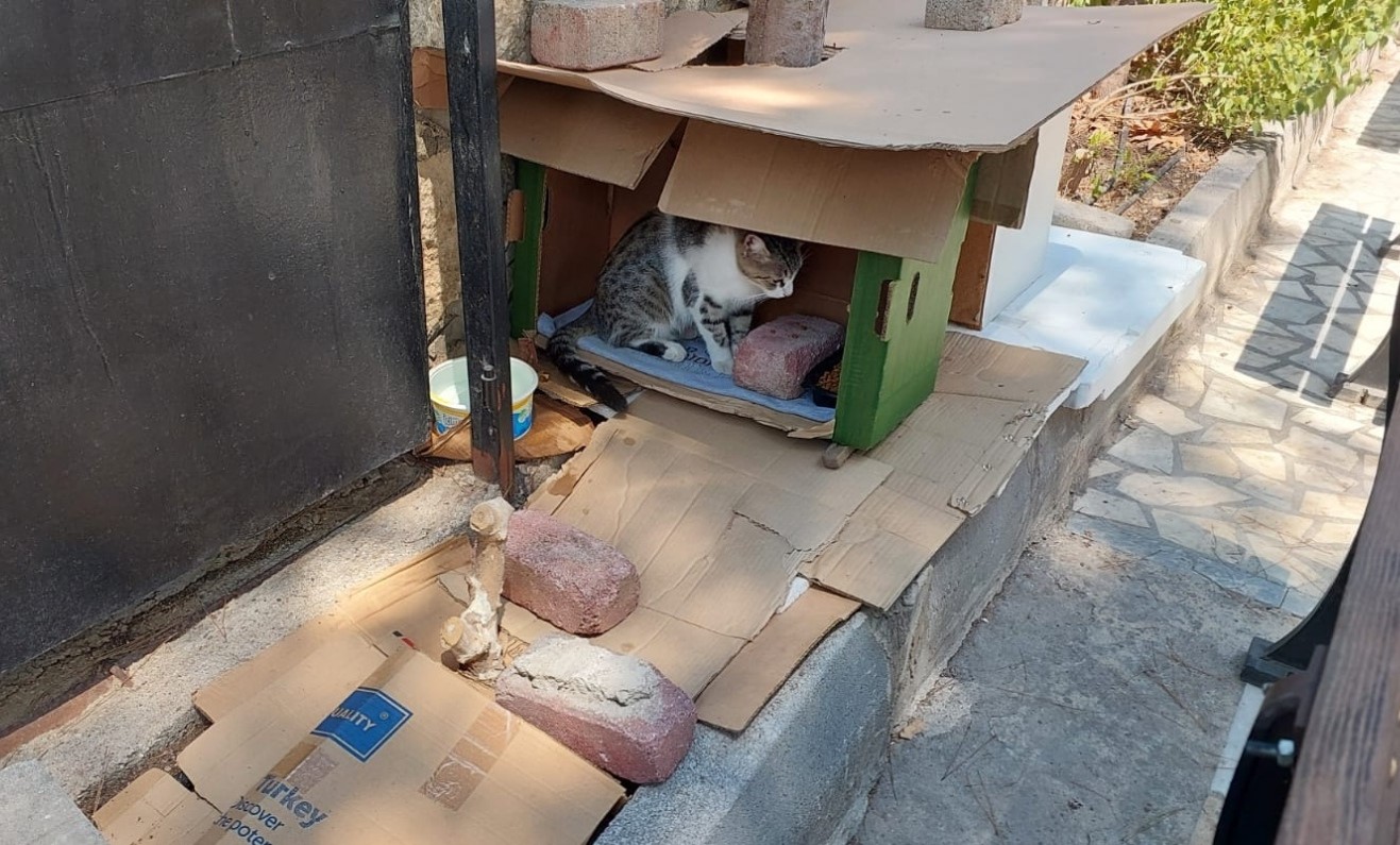 Bukadaridapesdeddirtti