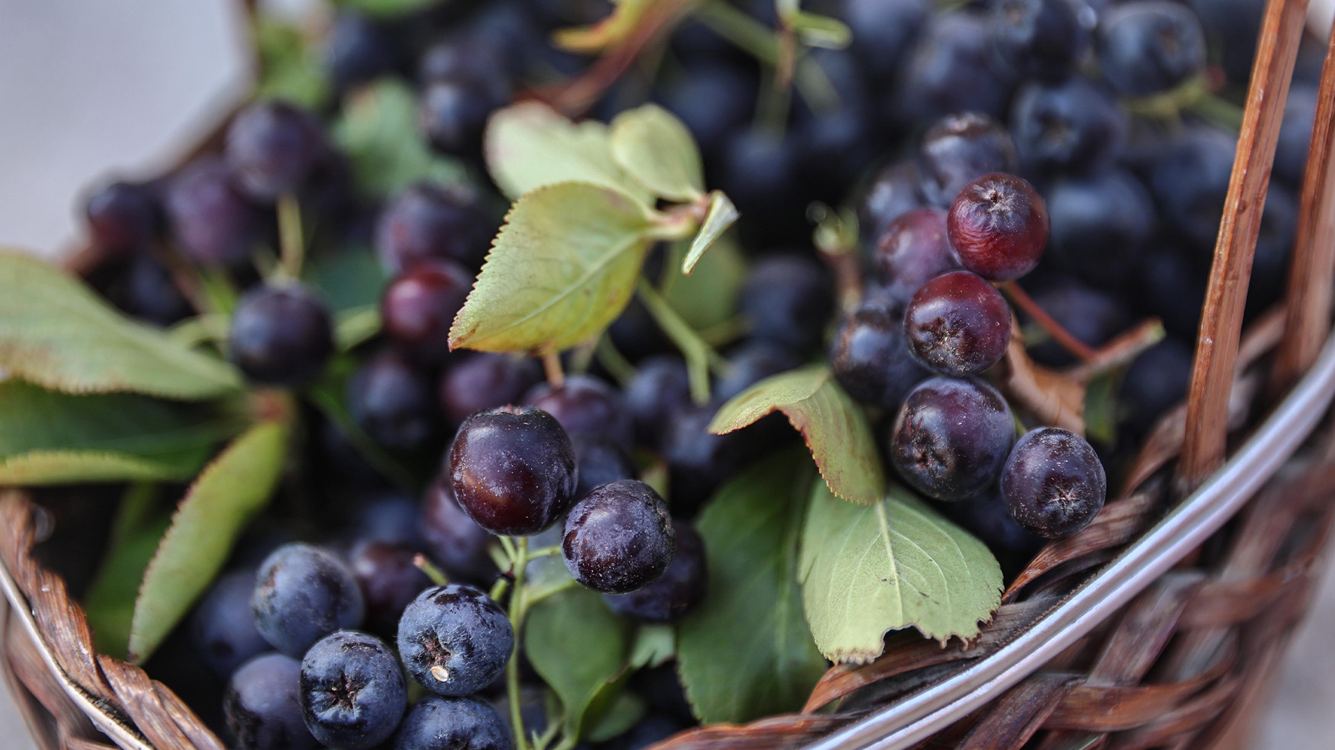 Buyuksehirdenkorkutelinecansuyu