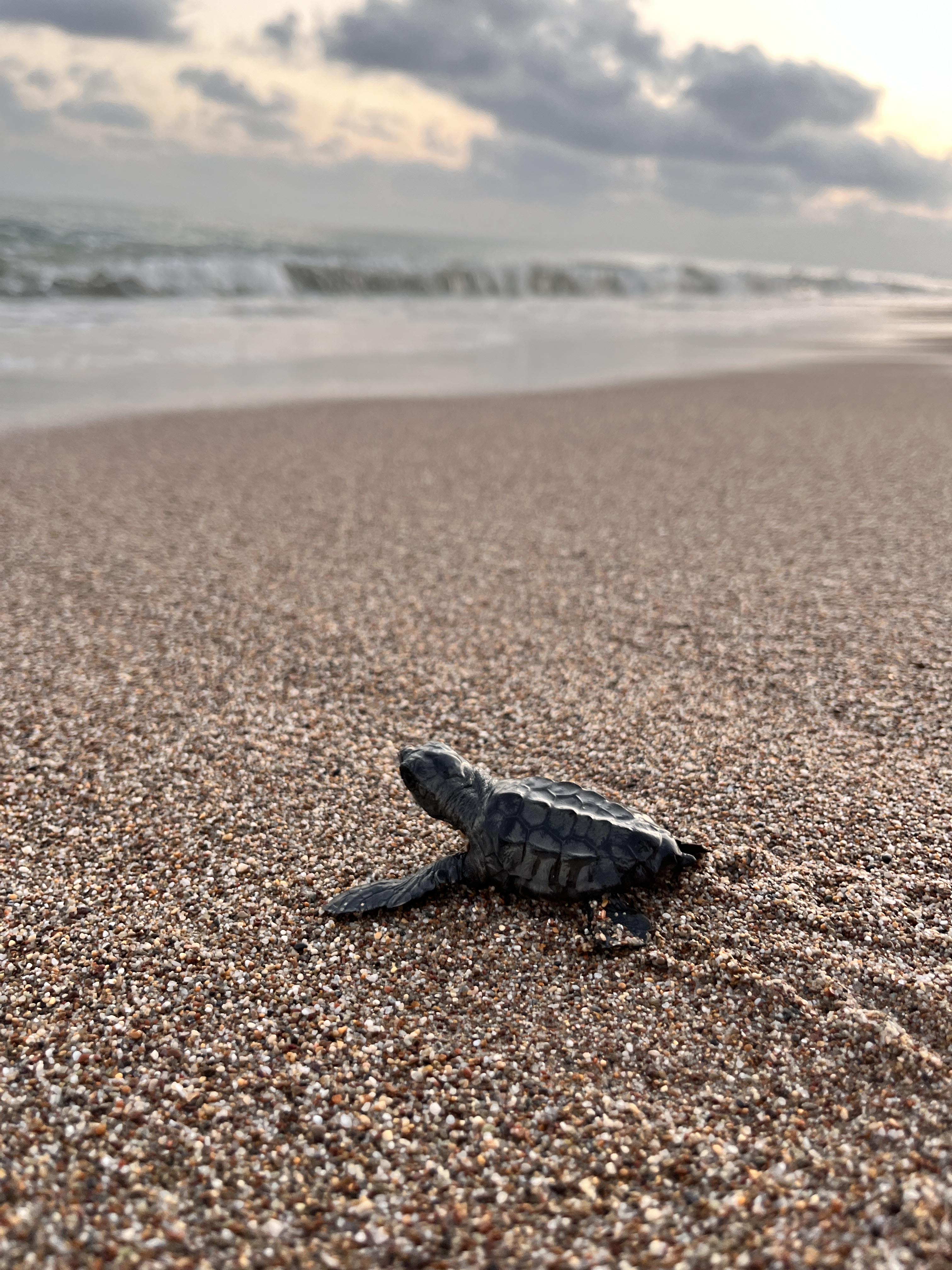 Carettalaraevsahipligiyapiyorlar