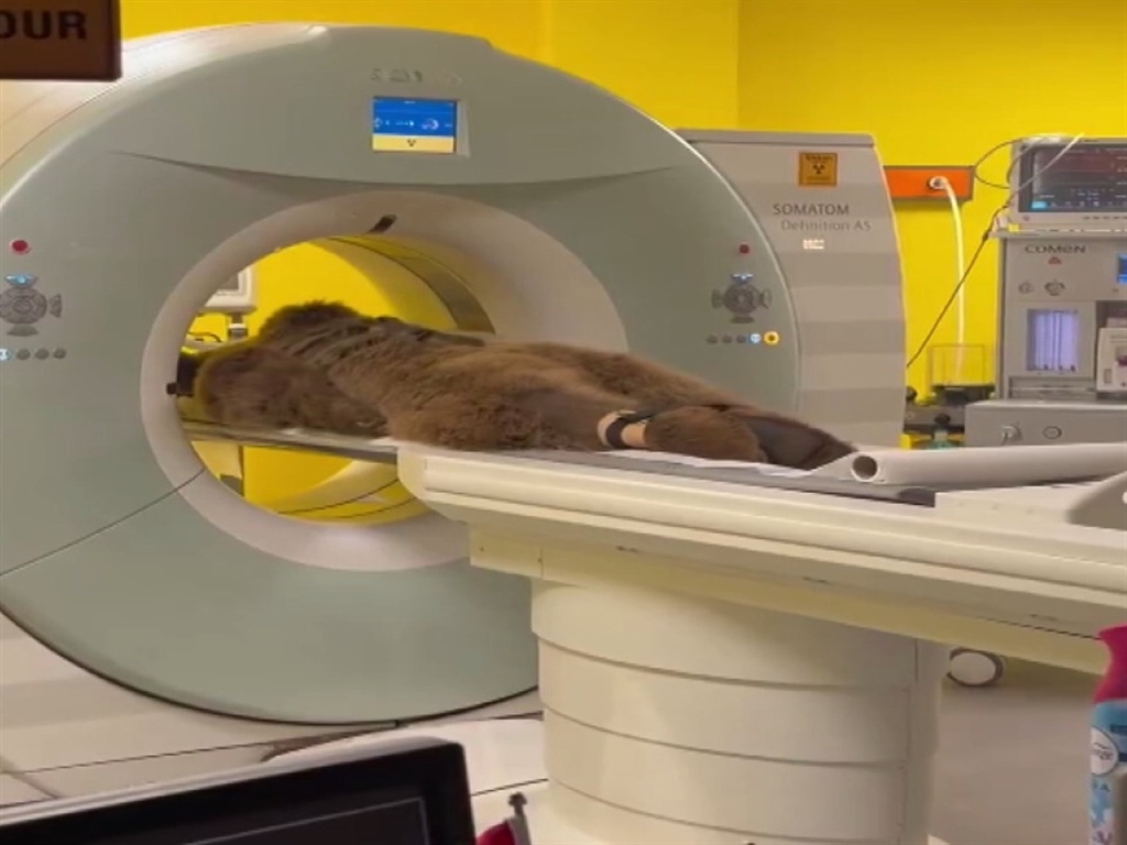 Çekmekoydefazlameyveyiyenayırahatsızlandı