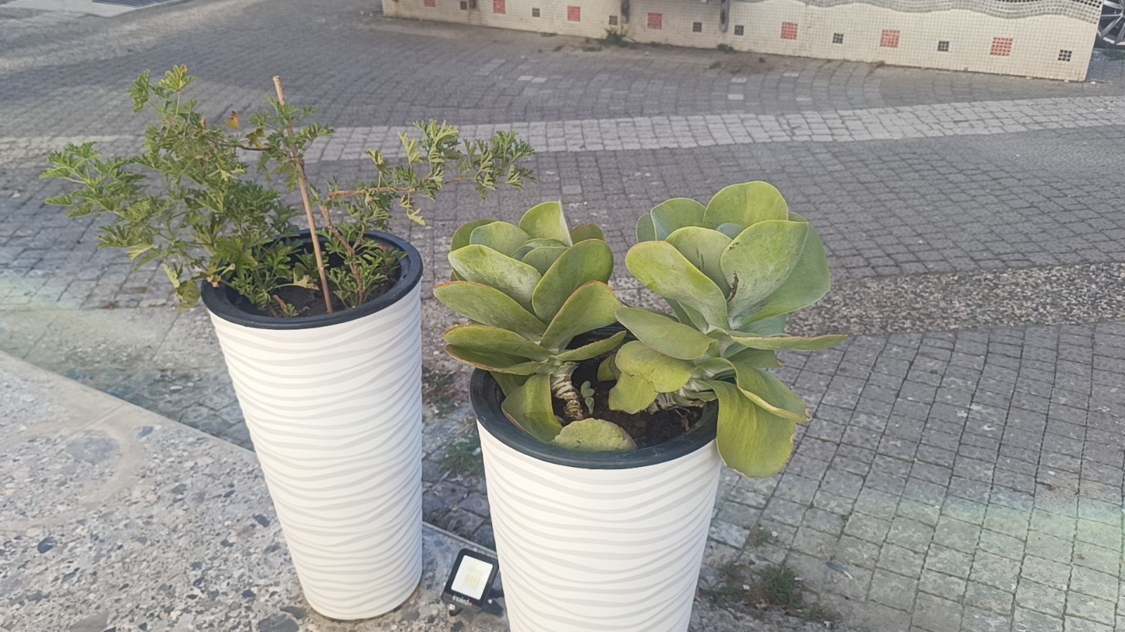 Cicekcalanhirsizkamerada