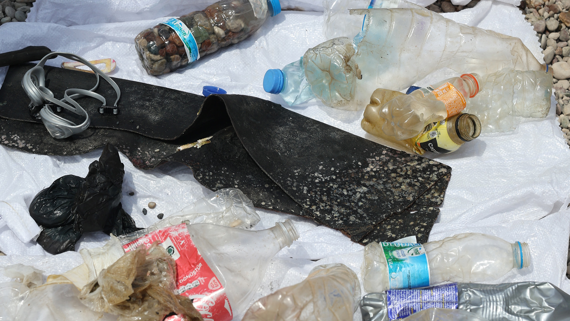 Denizgonullulerindentemizlikcalismasi