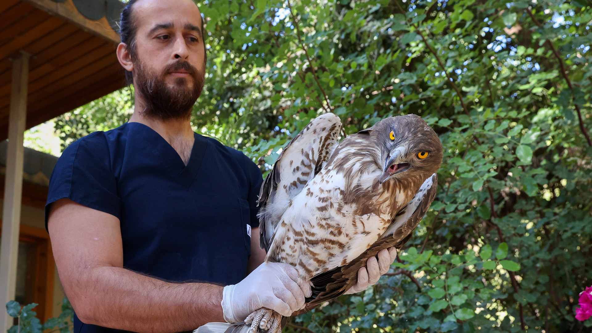 Dogalyasamparkitedavietti