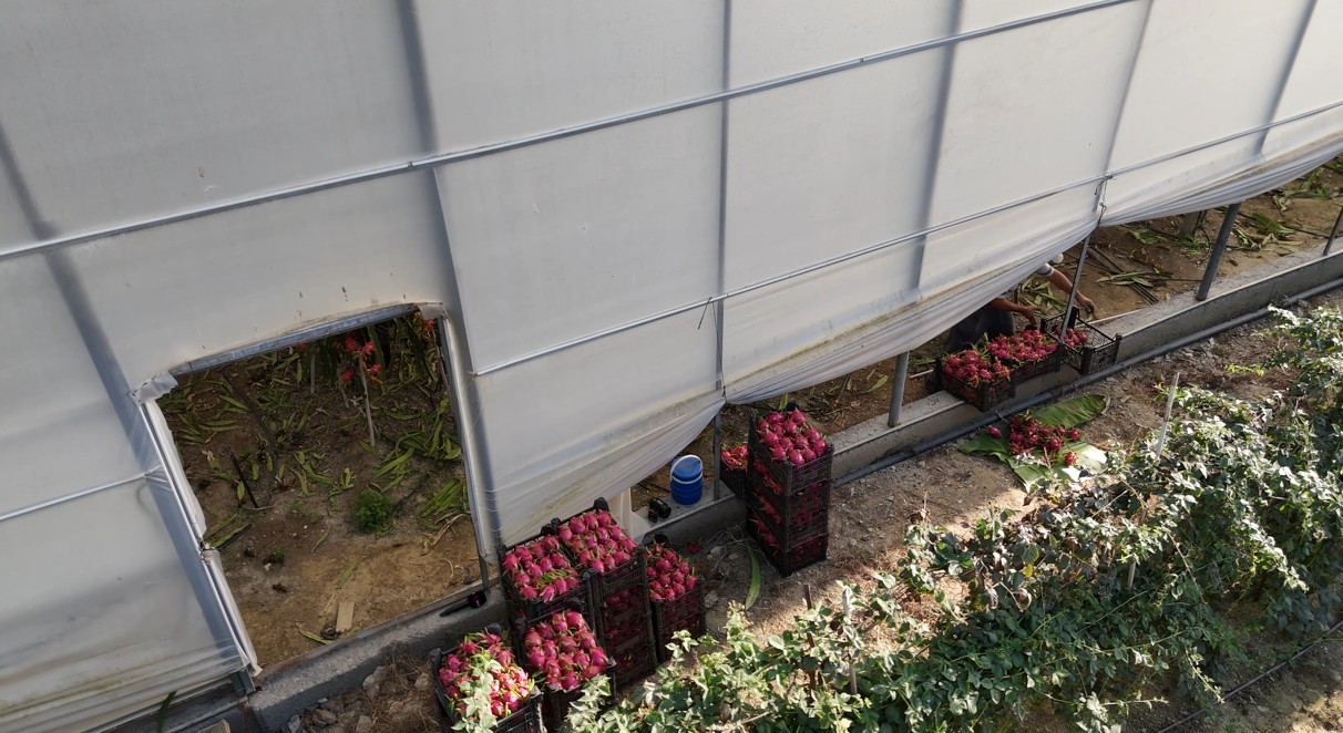 Ejdermeyvesininrekoltesidustu