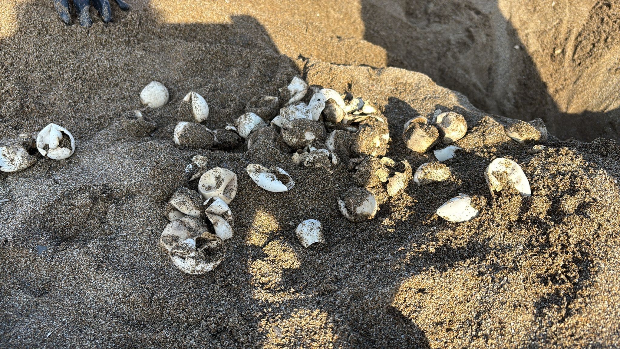 Gazipasadacarettalardenizeulasti