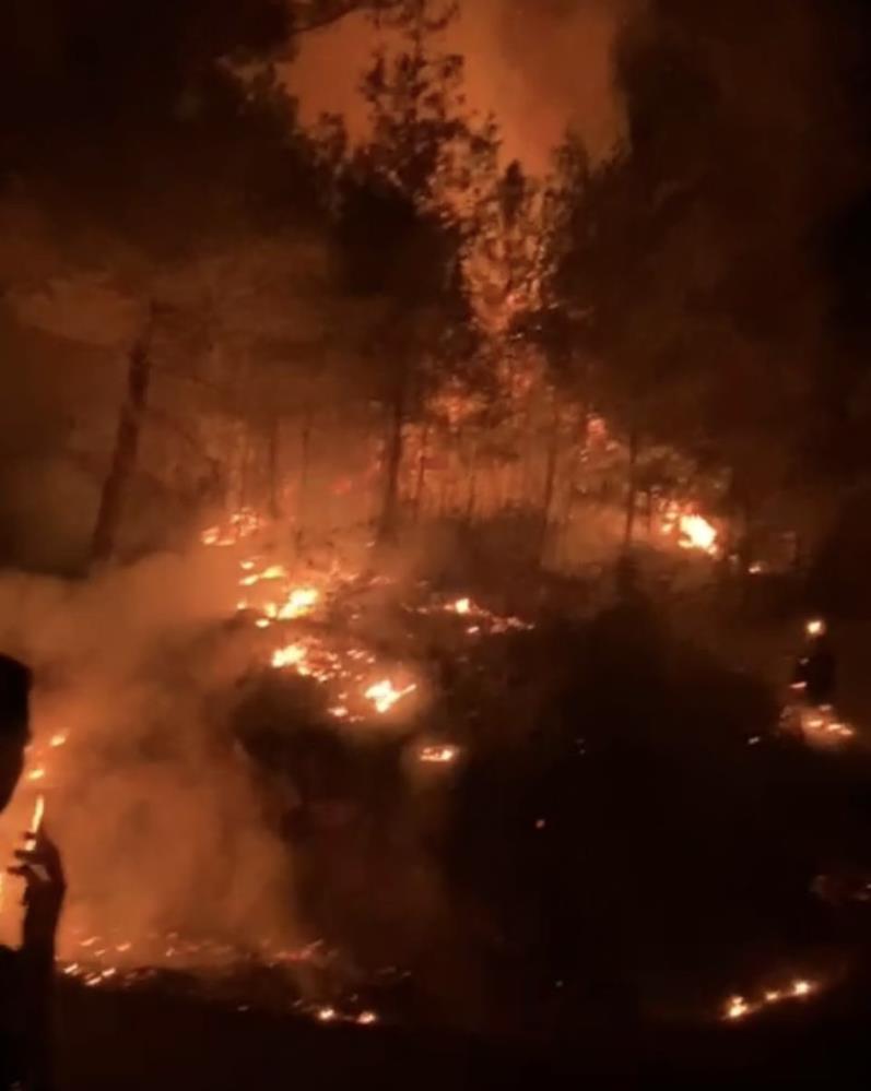 Gazipasadaormanlikalanyangini