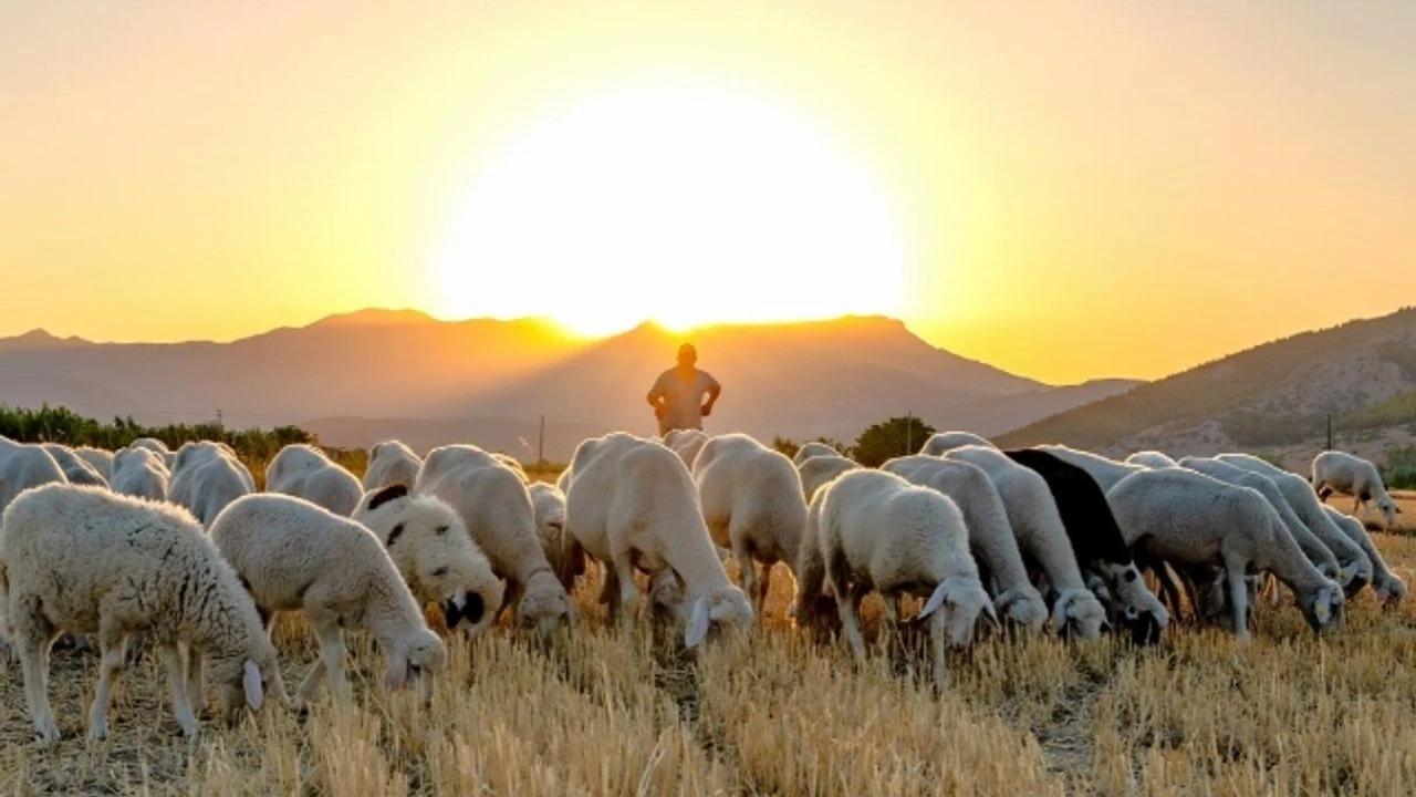 Hayvancilikta Destek Tutarlari Belli Oldu 5262