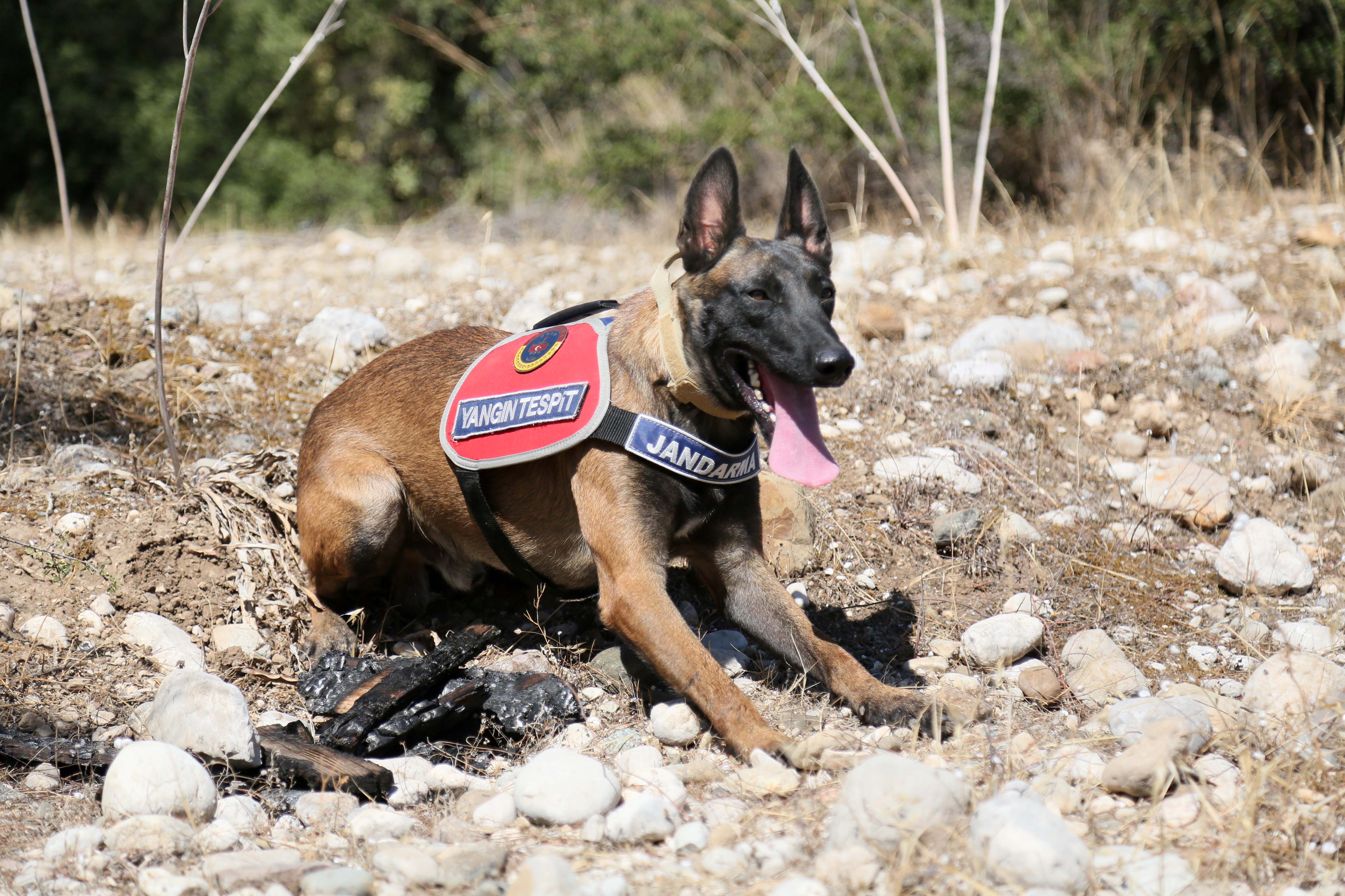 Jandarmakopegiyanginlaramudaheleediyor
