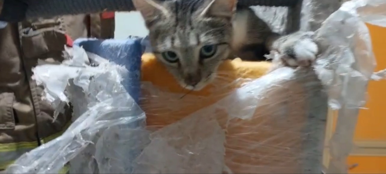 Kediyeitfaiyeyetisti