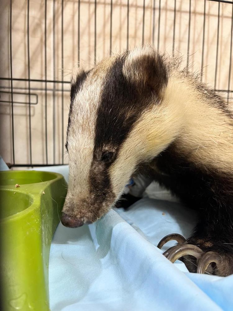 Kemerdebirevinbahçesindebulunanporsukkorumayaalındı