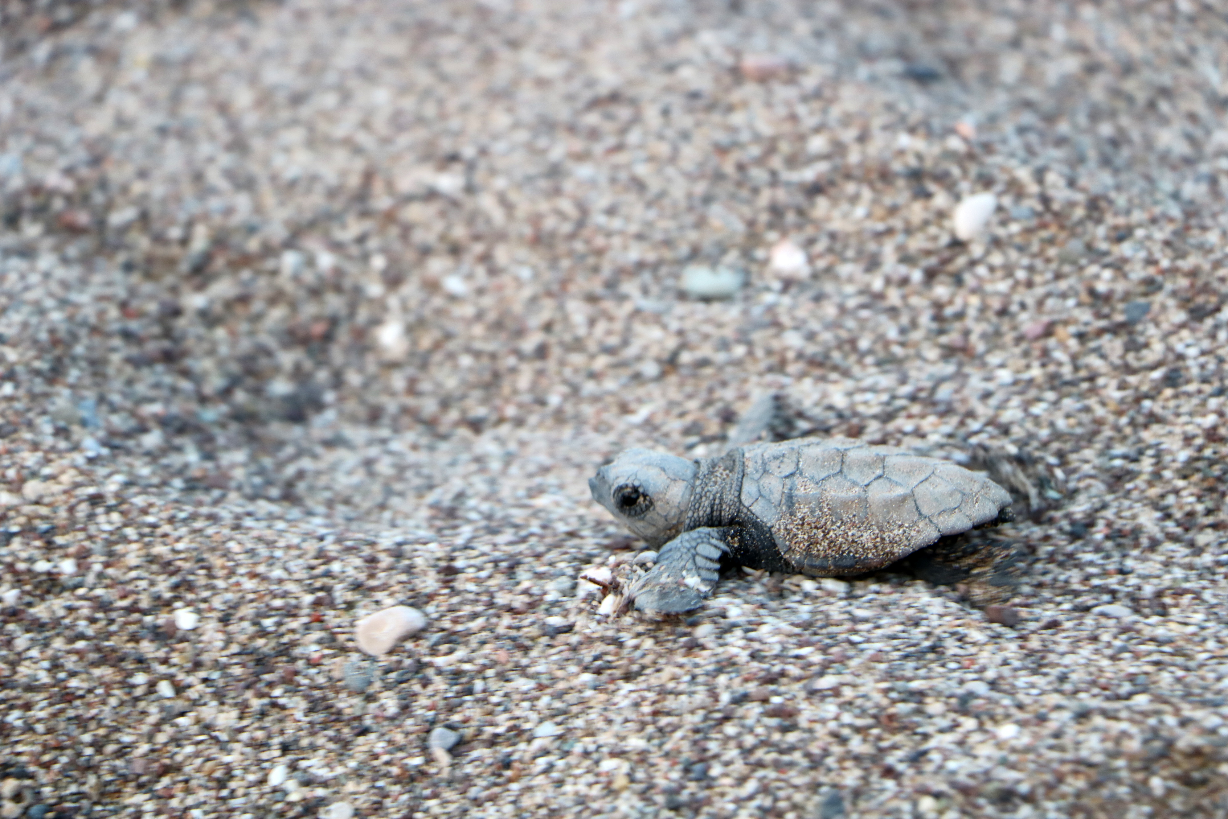 Kemerdecarettalaratamdestek