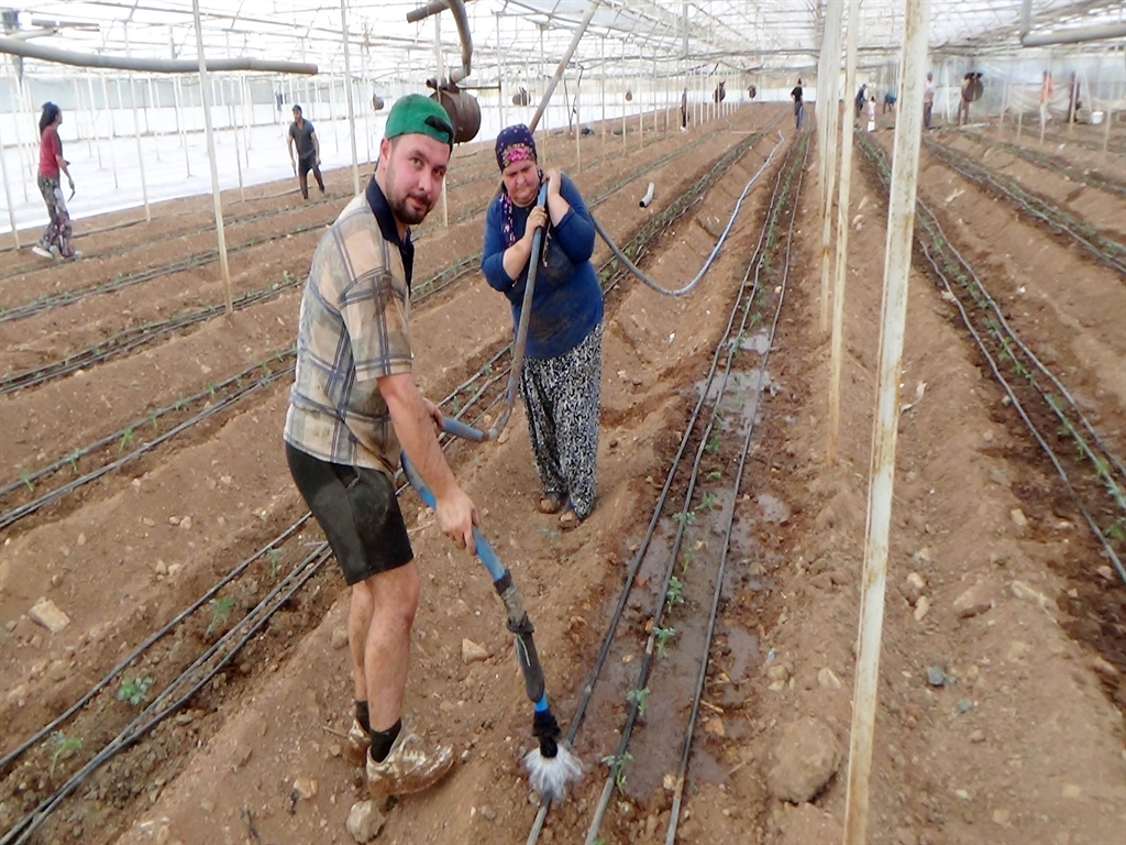 Kumlucadaseralaradomatesekildi