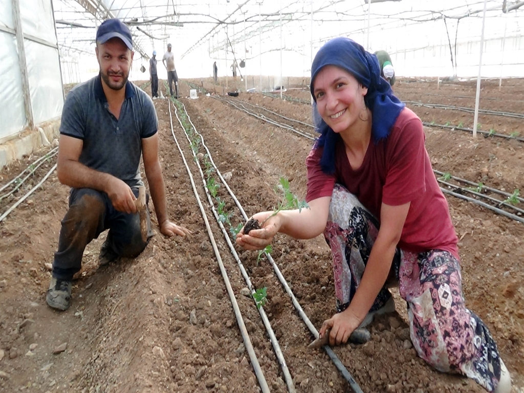 Kumlucaseralarindadomatesekimi