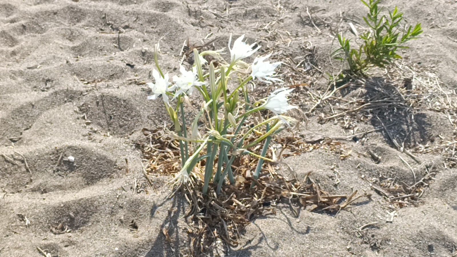 Kumzambaklarititizliklekorunuyorr