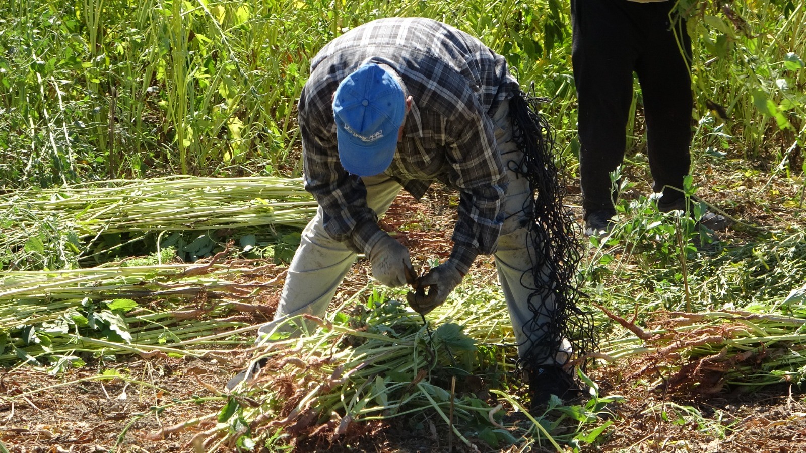 Manavgattahasatzamani