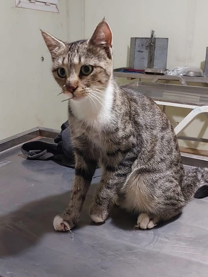 Misinanedeniyleyaralanankedi