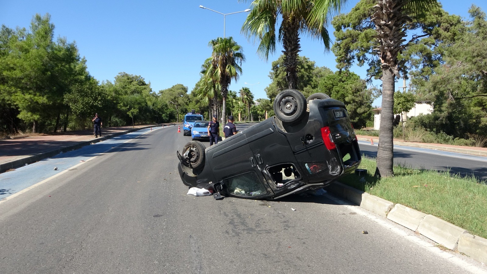 Palmiyeagacinacarpti