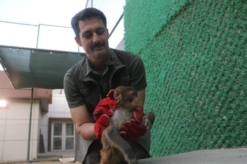 Ulkeyekacakyollarlagetirilenmaymunutokatladi