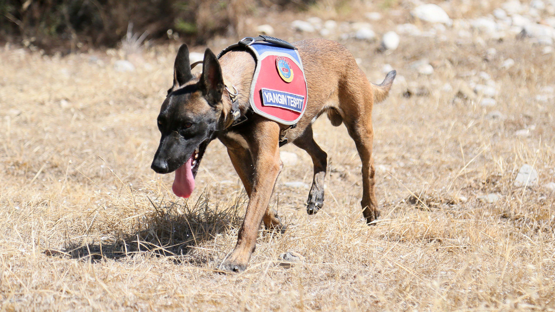 Yanginlarianindatespitediyor