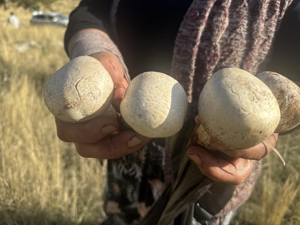 Aksekidemantarsevinci