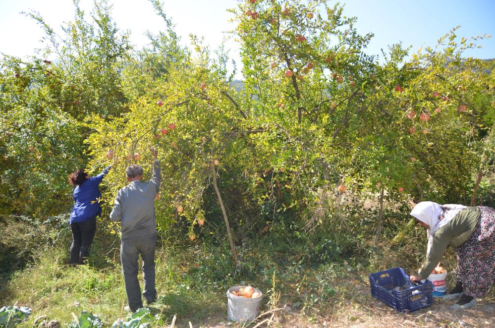 Aksekidenarmesaisibasladı