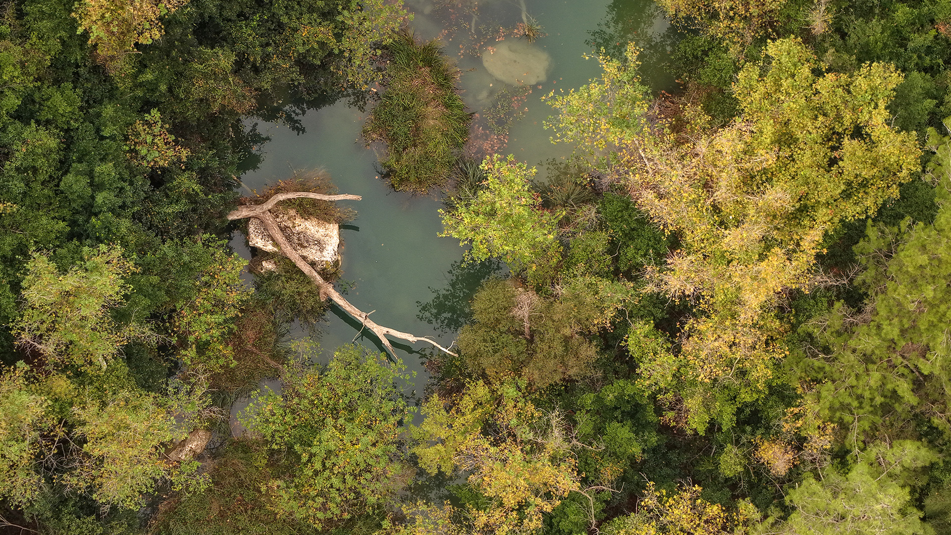 Antalyadagorselsolenkursunluselalesi (2)