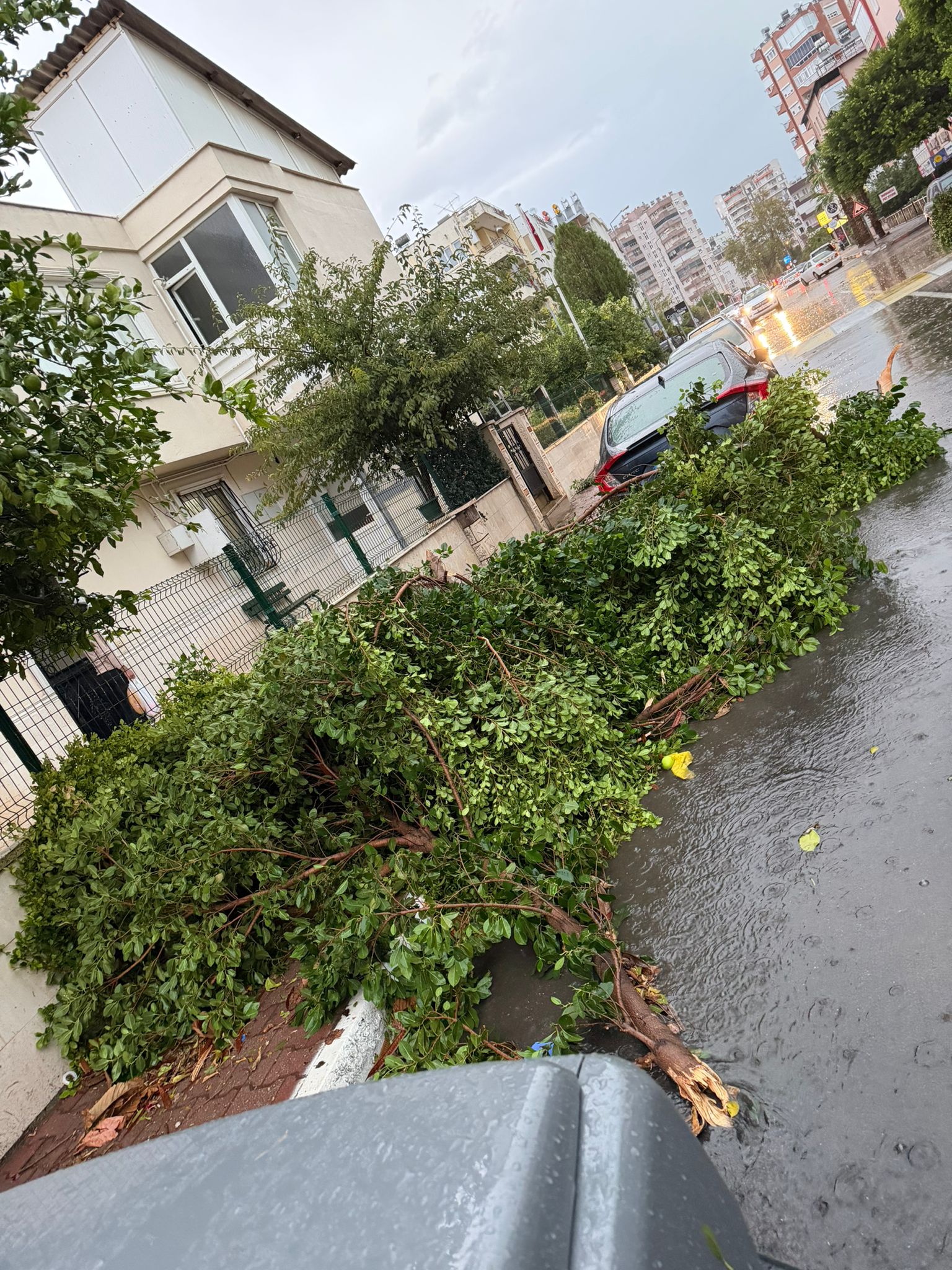 Antalyadahortumcikti